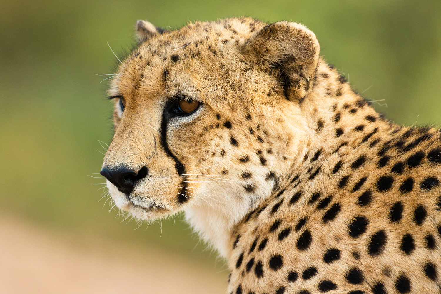 A day in the life of a cheetah conservationist