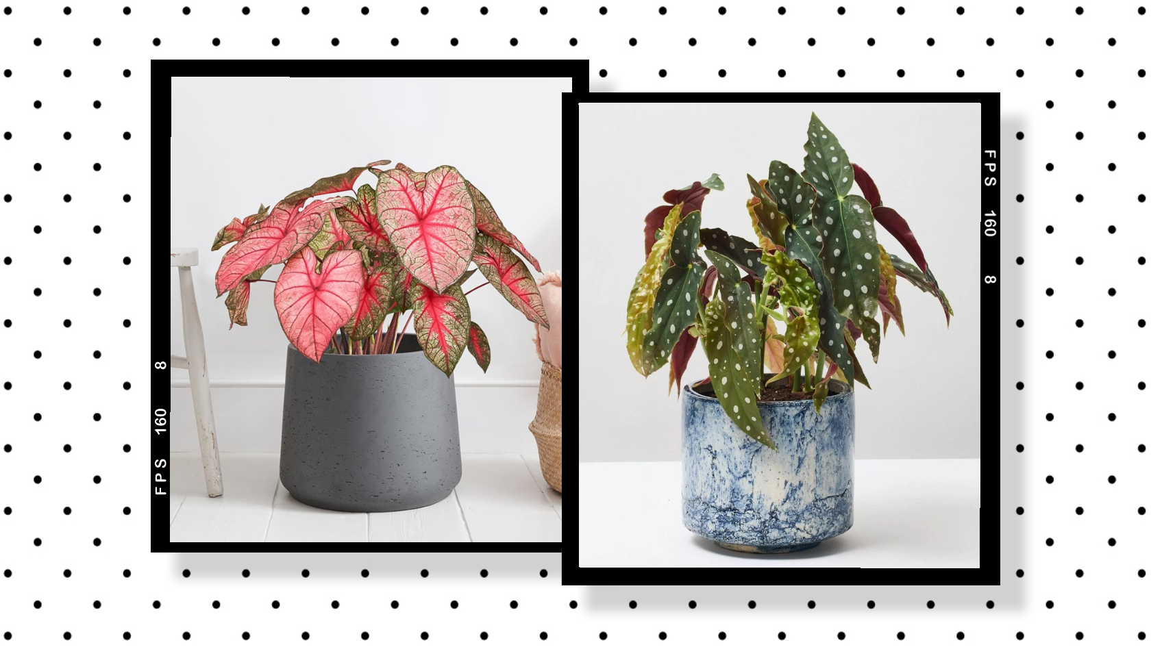 9 Unusual And Rare Houseplants To Add To Your Home