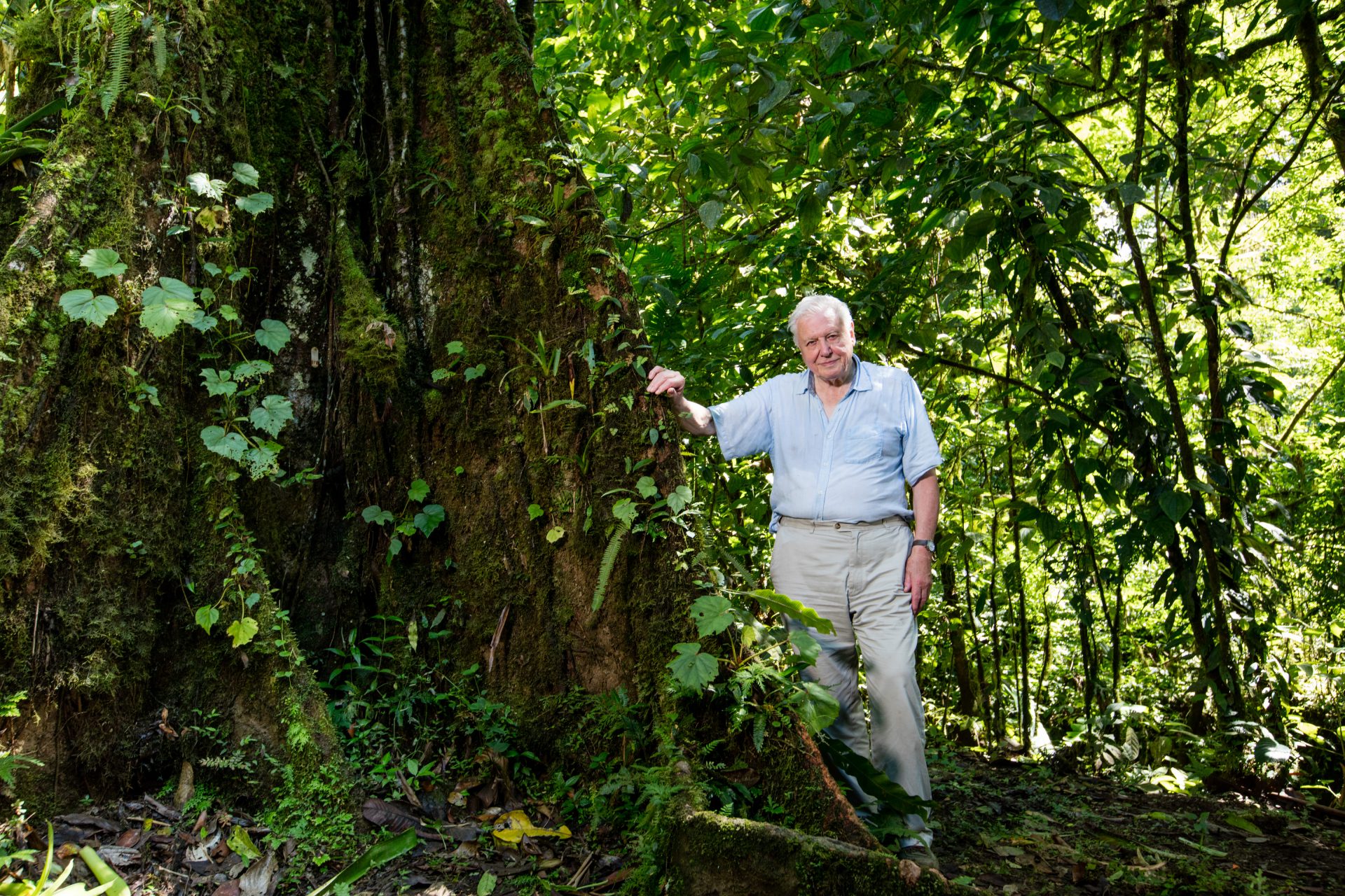 11 stand-out David Attenborough documentaries to watch in 2022