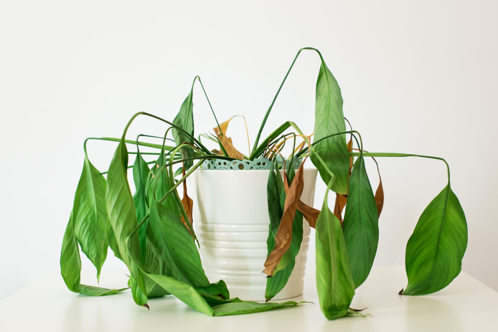 Why are my plant’s leaves drooping? 3 reasons why & how to fix it