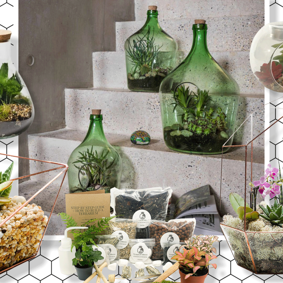 DIY Large Terrarium Kit Build Your Own Ecosystem Indoor Garden