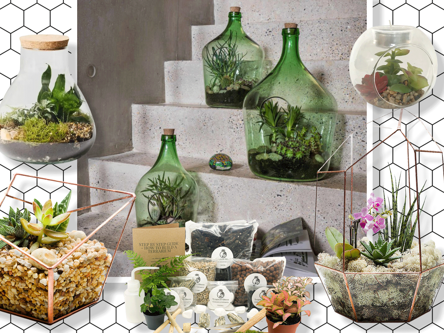 Large DIY Terrarium Starter Kit with Optional 4 Plants and Moss