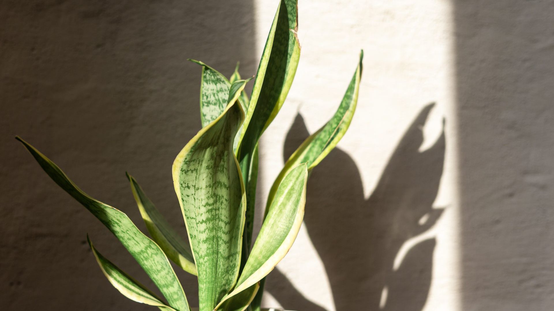 Plant care: snake plant not growing? Here’s what to do