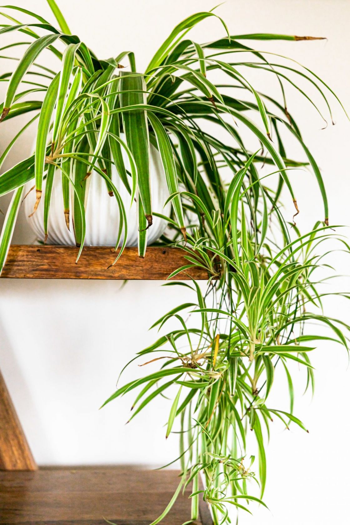 How to Grow and Care for Spider Plants