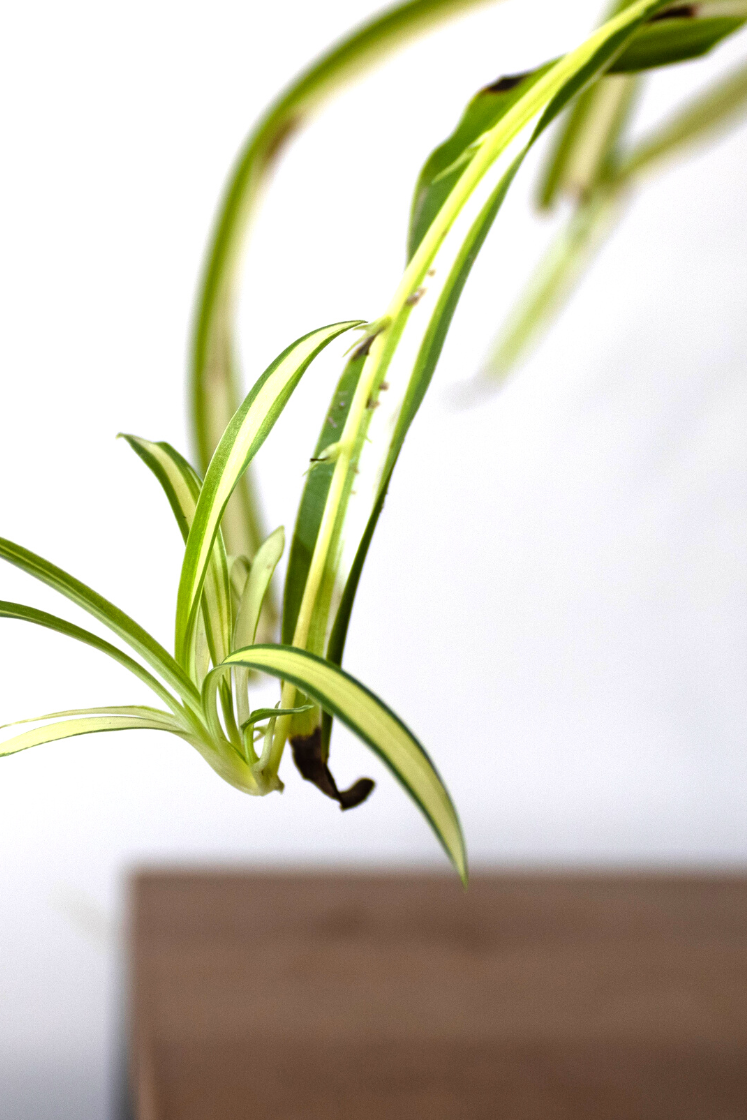How propagate a spider plant: what to do 'baby' growth