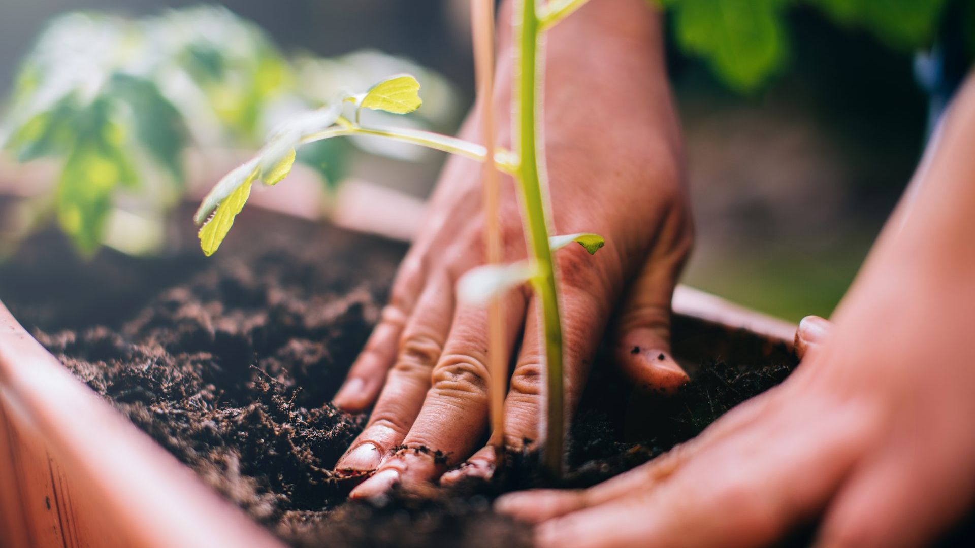 mental-health-nature-how-gardening-and-plants-boost-wellbeing