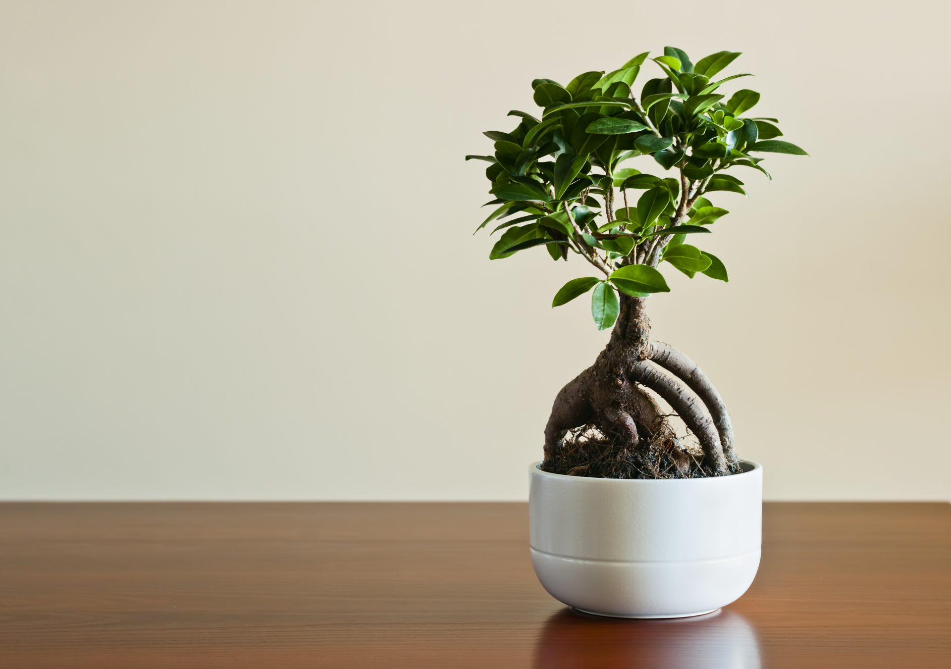 Bonsai tree care a beginners guide to looking after a new plant