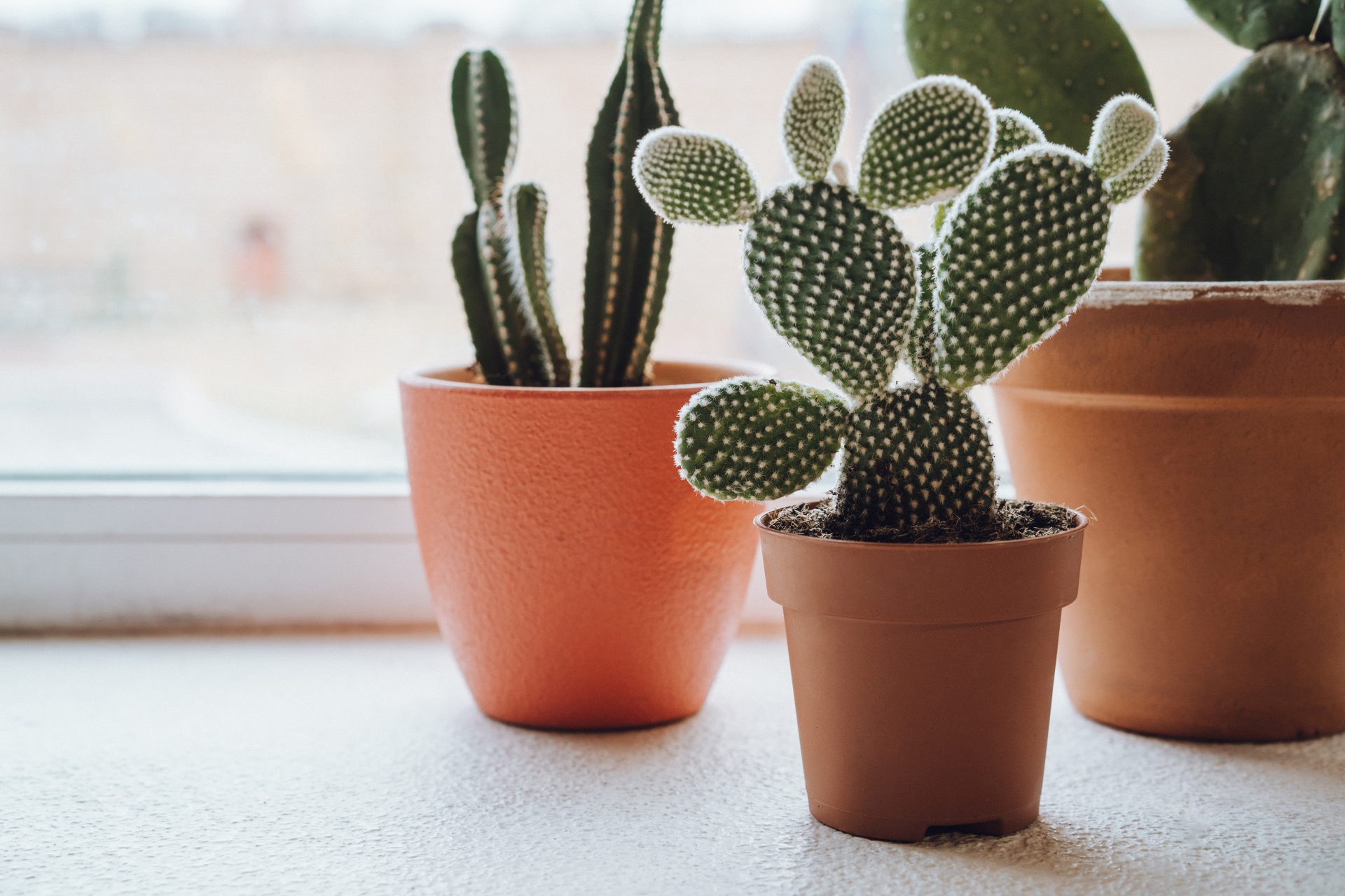 How to repot a cactus: experts reveal their top methods