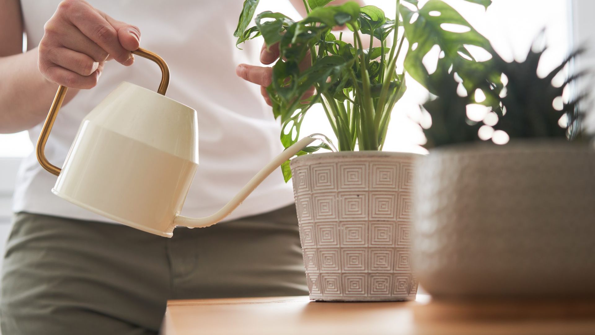 plant-care-how-to-tell-when-a-houseplant-needs-water